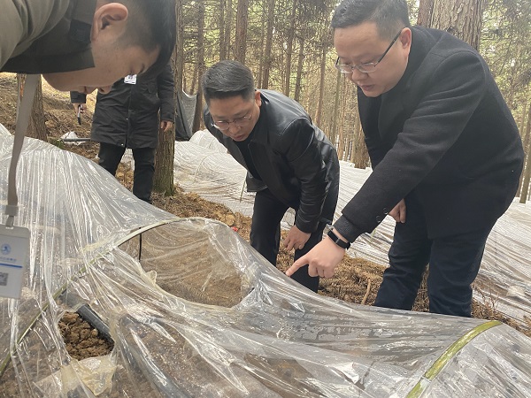 銅仁城交集團(tuán)黨委委員、副總經(jīng)理趙天勇一行赴石阡縣檢查羊肚菌基地種植情況